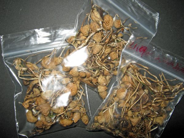 Buy Magic Mushrooms