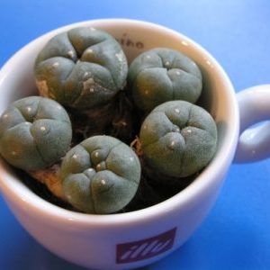 buy peyote, buy peyote online, peyote for sale, buy peyote cactus, where to buy peyote, where can i buy peyote,how to buy peyote.Order Peyote from us safely