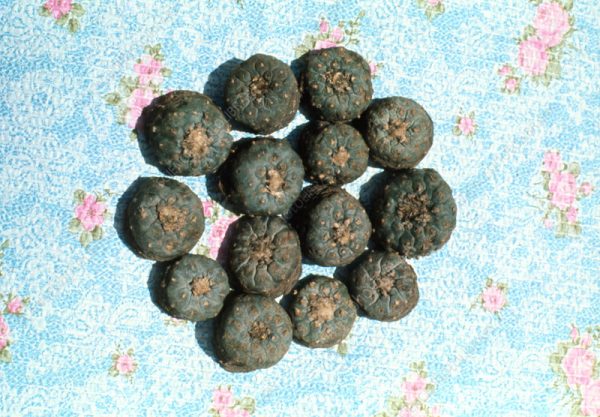buy peyote, buy peyote online, peyote for sale, buy peyote cactus, where to buy peyote, where can i buy peyote,how to buy peyote.Order Peyote from us safely